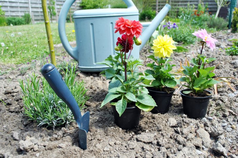 Dahlia Planting